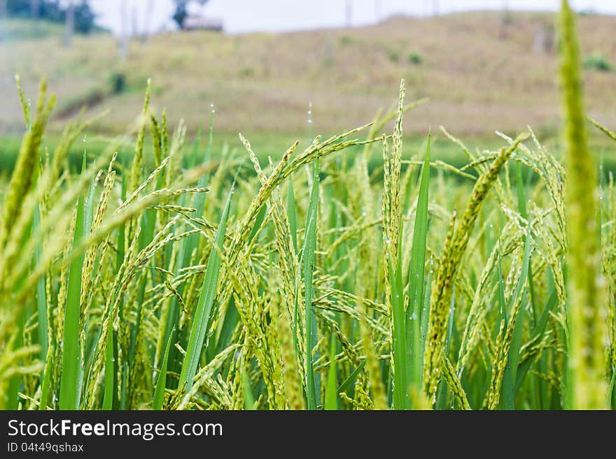 Green rice