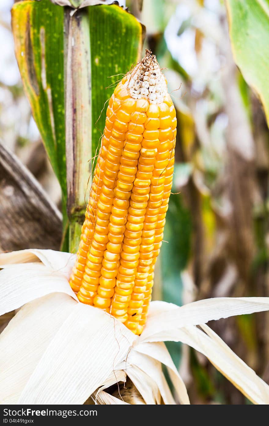 Yellow corn in corn field thailand