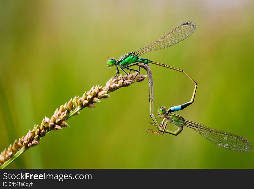 Common Blue Damselflies perched on a leaf