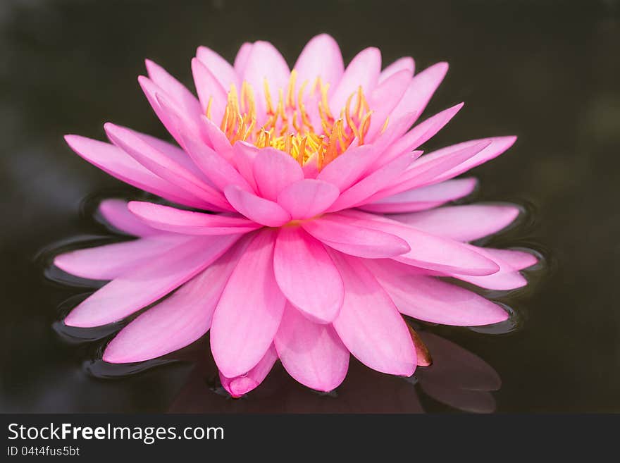 Closeup Pink lotus blossoms or water lily flowers blooming on pond