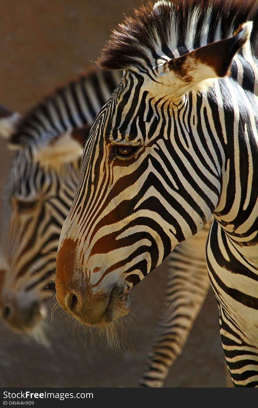 Close Up Profile Of Grevy's Zebras