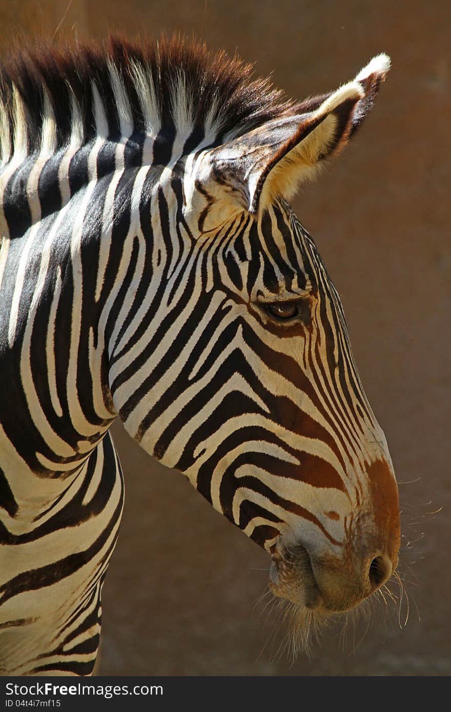 Zebra