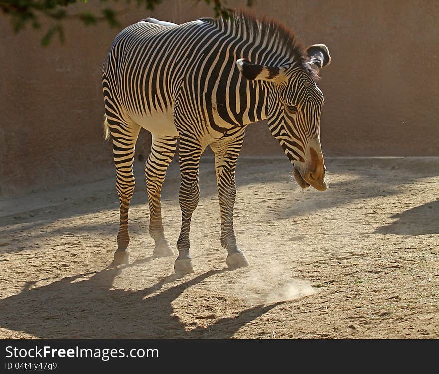 Grevy's Zebra Snorting Dust Against Dark Background