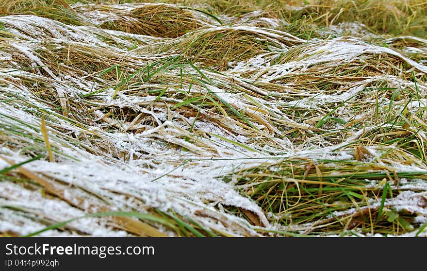 Grass With Snow.