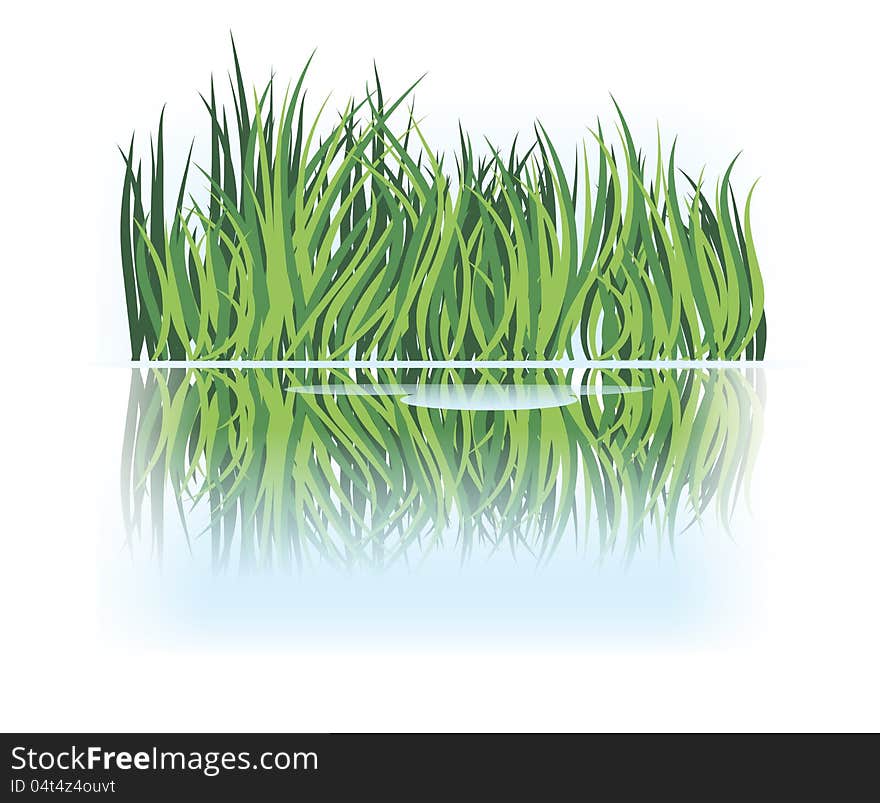 Grass Reflection In Calm Water