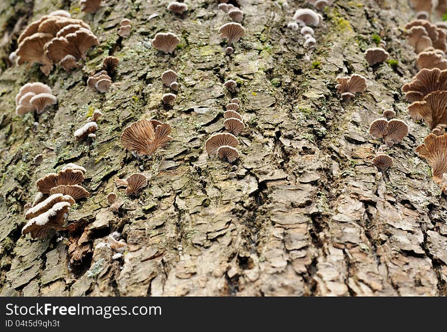 Fungi growing on a tree. Fungi growing on a tree