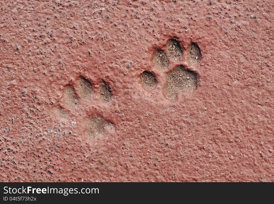 Cat paw prints in concrete – HDR image