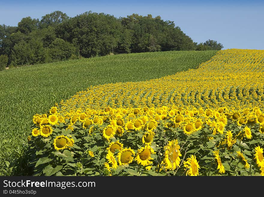 Edge Of Sunflower Field