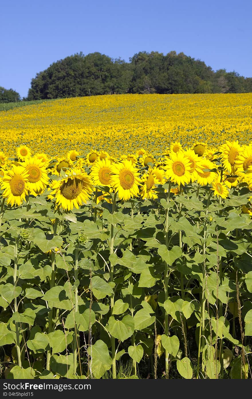 Sunflower field