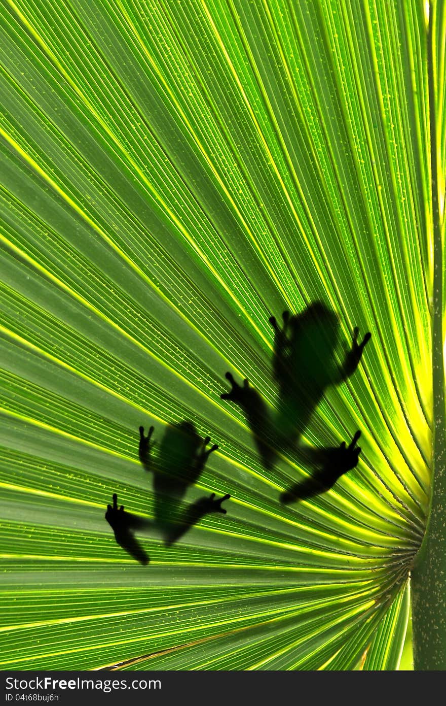 Frogs on leaf