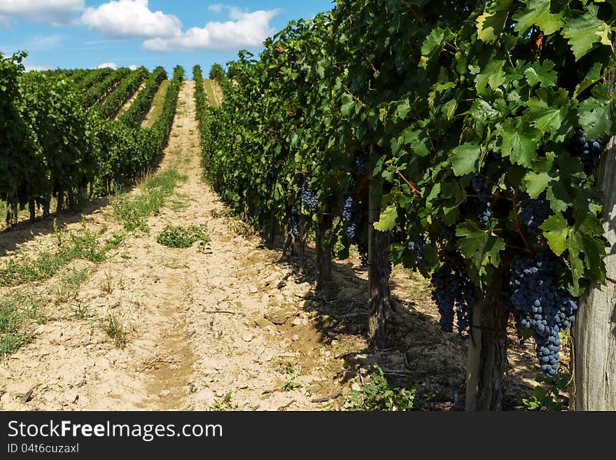 Beautiful rows of grapes before harvesting