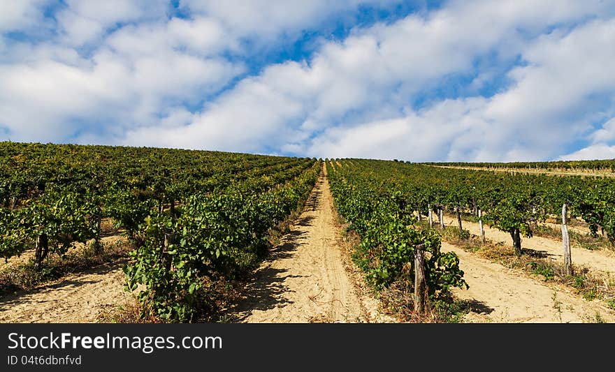 Beautiful rows of grapes before harvesting