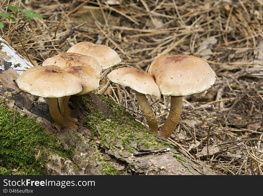 Armillaria mellea mushrooms