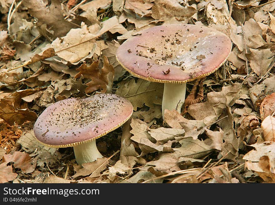 Mushrooms russule