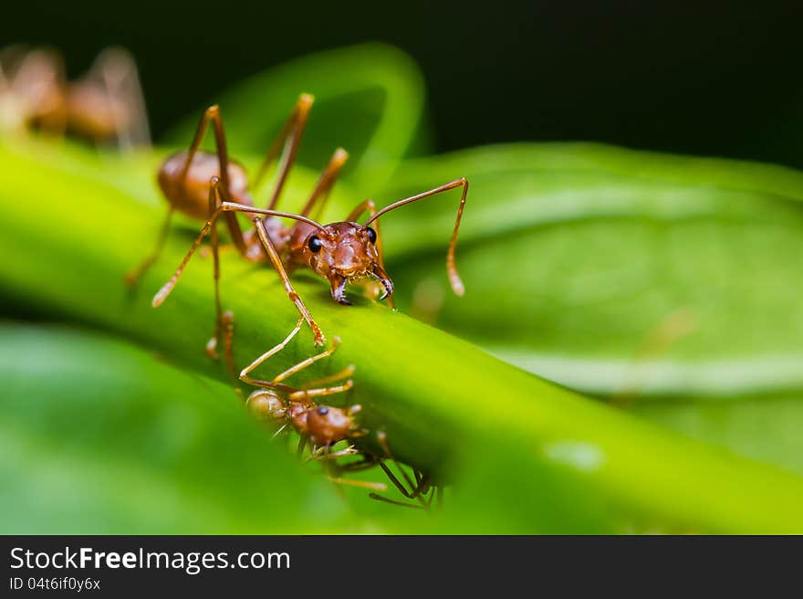 Red ant on green leaf