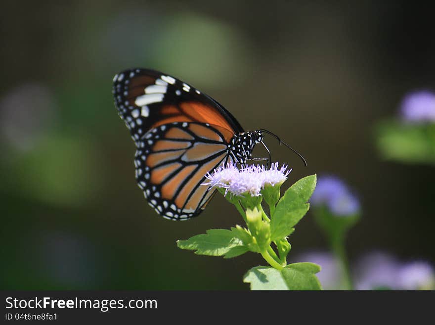 Danaidae Butterfly