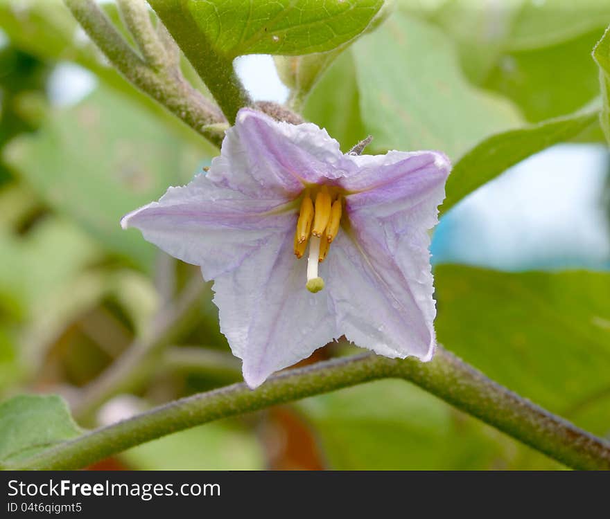 Eggplant flower at the plant