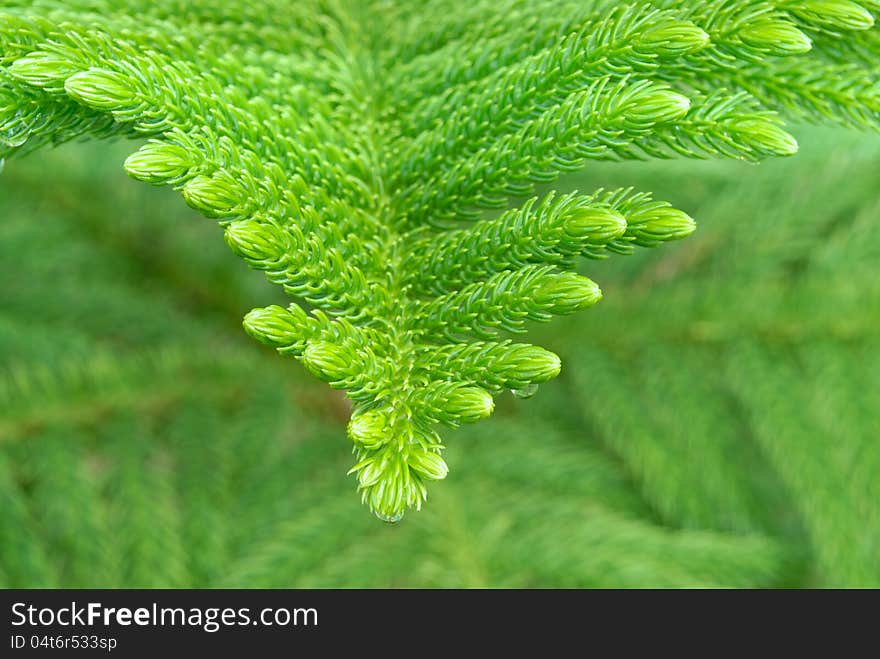 Fresh green foliage with water drops after rain