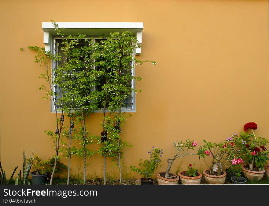 Windows on a wall covered with trees