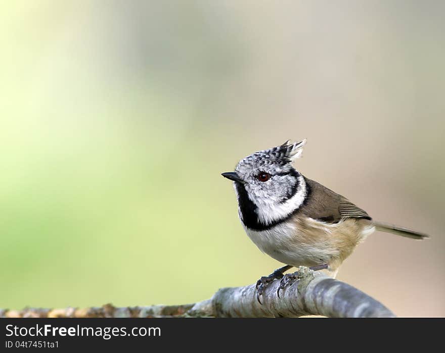 Bird Crested Tit &x28;Parus Cristatus&x29;