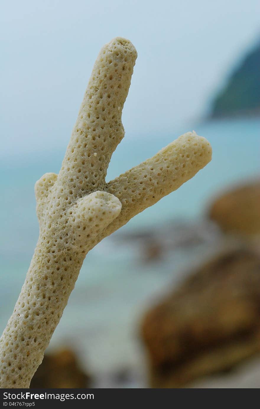 A piece of dead coral on the beach of the tropical Perhentian Islands in Malaysia.