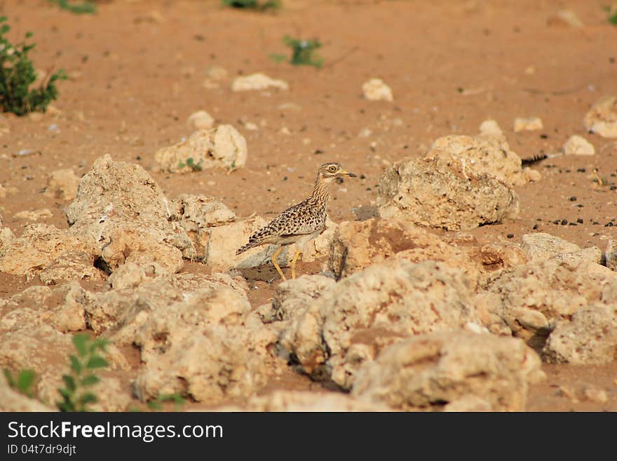 An adult Spotted Dikkop, African Gamebird, on a game ranch in Namibia, Africa. An adult Spotted Dikkop, African Gamebird, on a game ranch in Namibia, Africa.