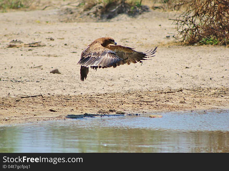 An adult Tawny Eagle taking off from a watering hole in Namibia, Africa. An adult Tawny Eagle taking off from a watering hole in Namibia, Africa.