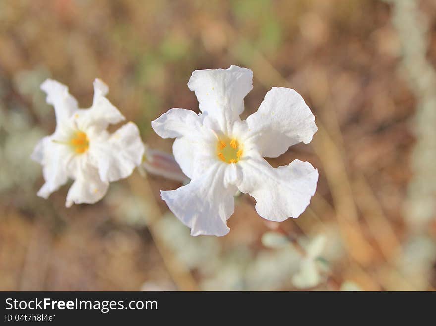 Flowers, Wild - African Spring