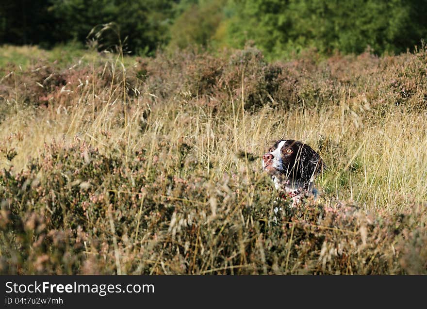 Working English Springer Spaniel