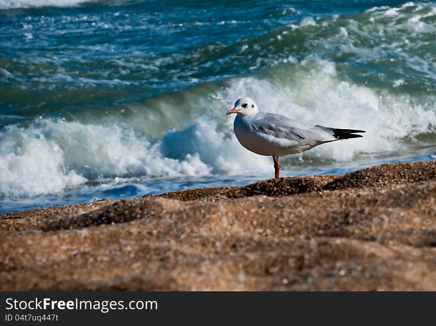 Seagull on the beach. Background