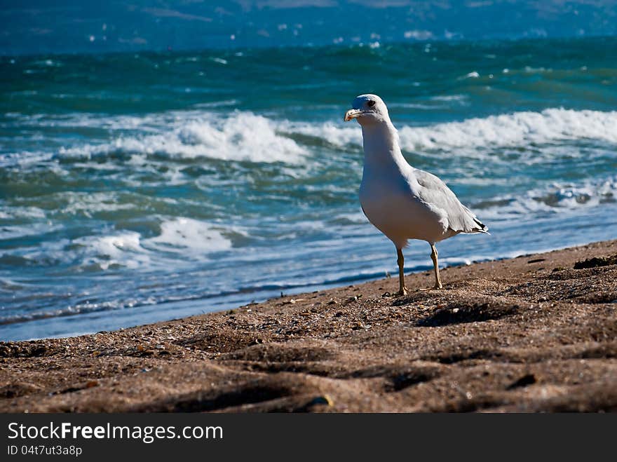 Seagull on the beach