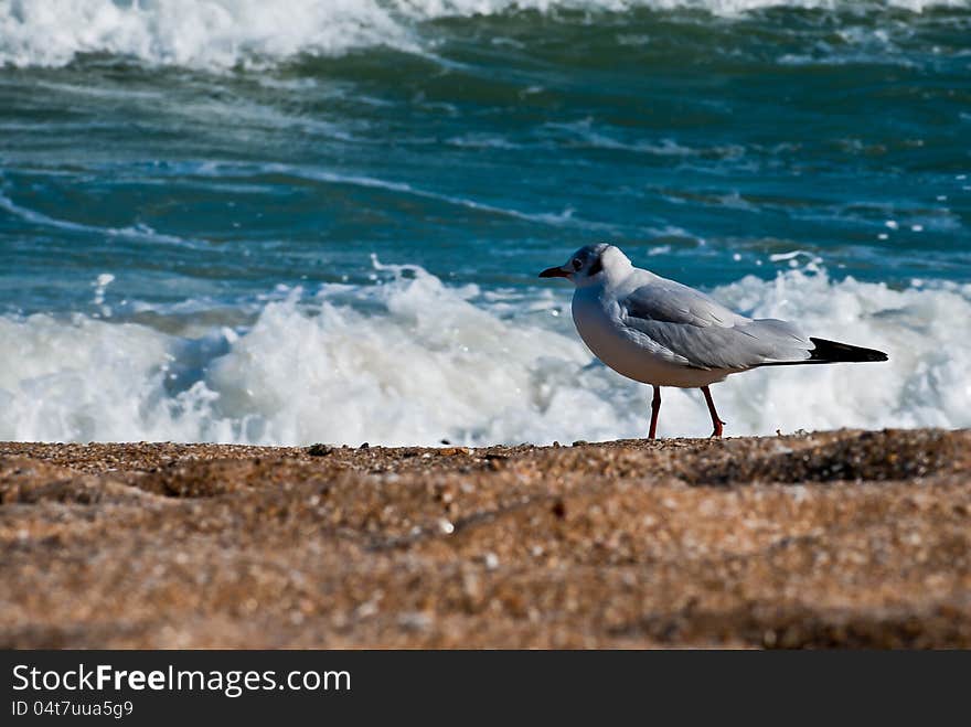 Seagull on the beach. Background