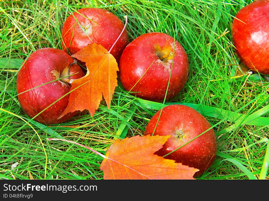 Fallen red apples in green grass. Autumn background.