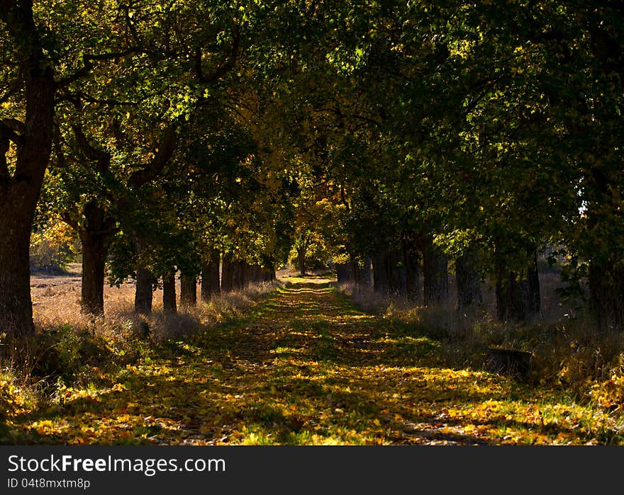 Maple avenue in autumn