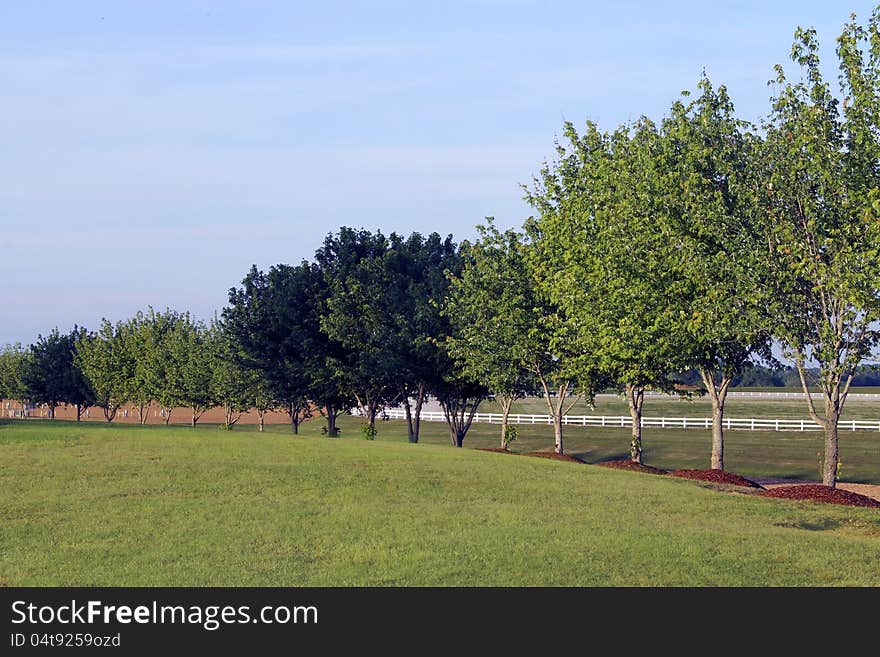 Tree lined field