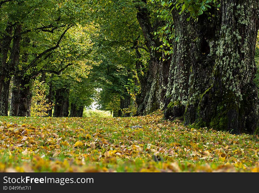 The true colors of the starting autumn. Shot taken in a park in Western Finland. The true colors of the starting autumn. Shot taken in a park in Western Finland.