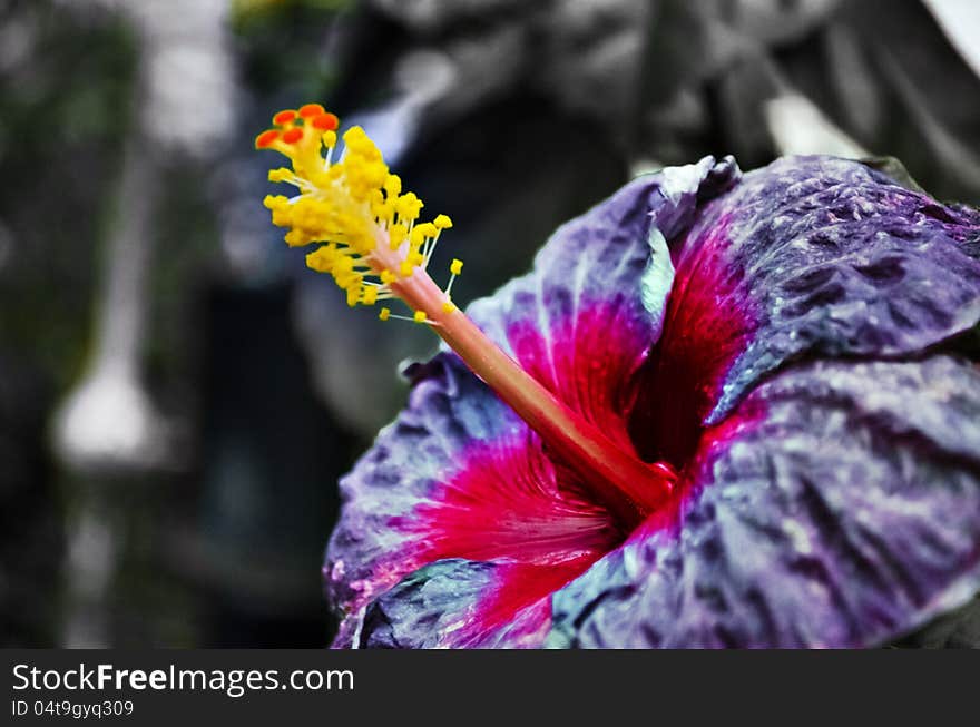 Purple Hibiscus Flower