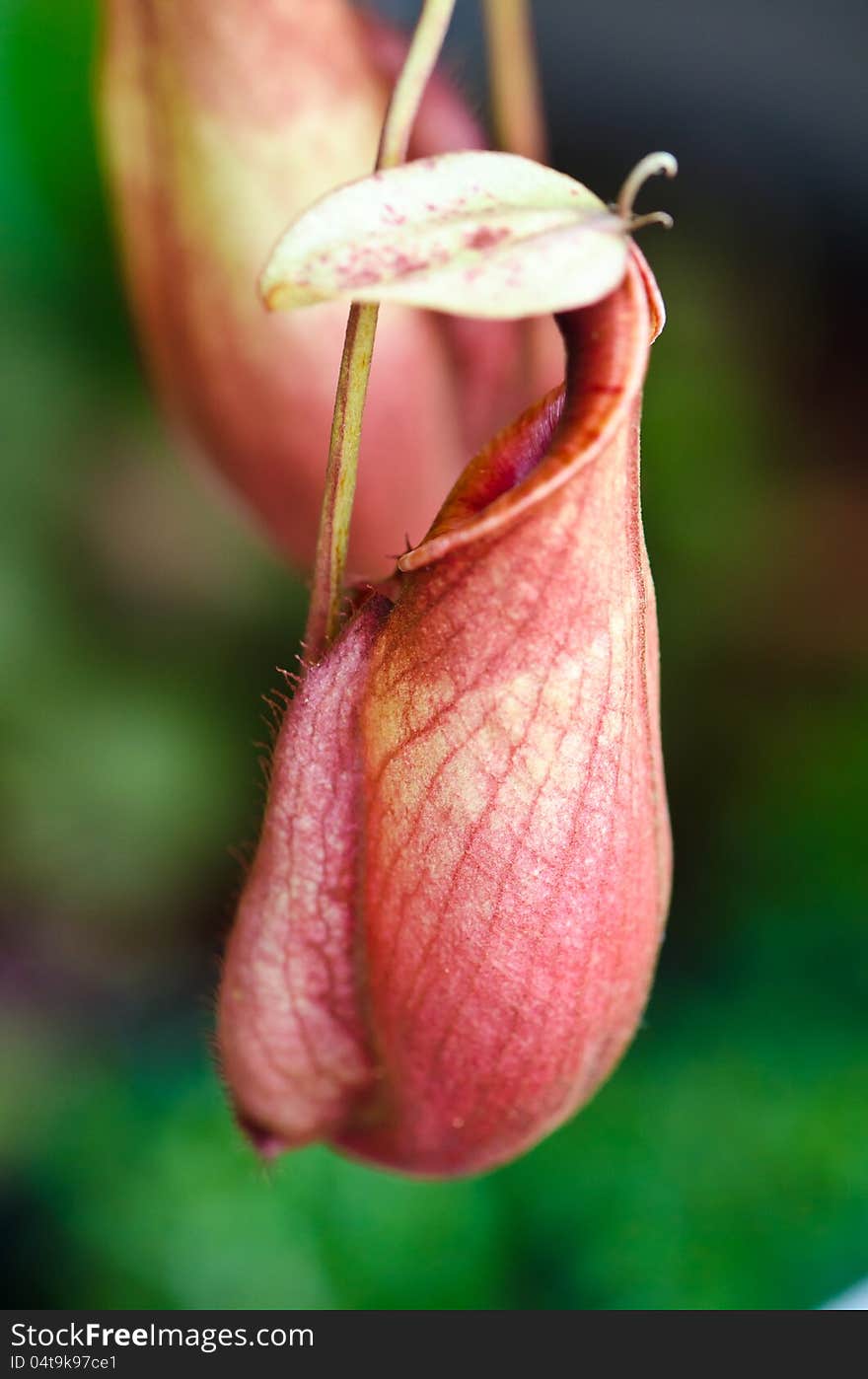 The Nepenthes , carnivorous pitcher plant in rain forest.