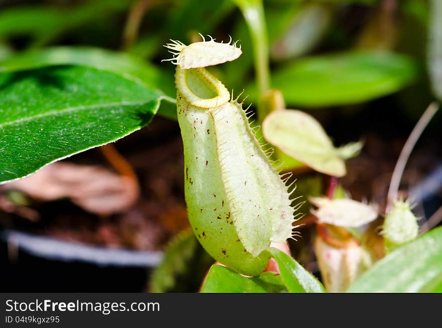 The Nepenthes , carnivorous pitcher plant in rain forest.