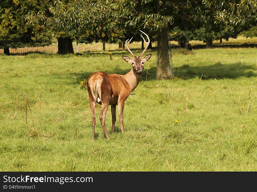 A Young Red Deer Interupted Whilst Eating Grass. A Young Red Deer Interupted Whilst Eating Grass.