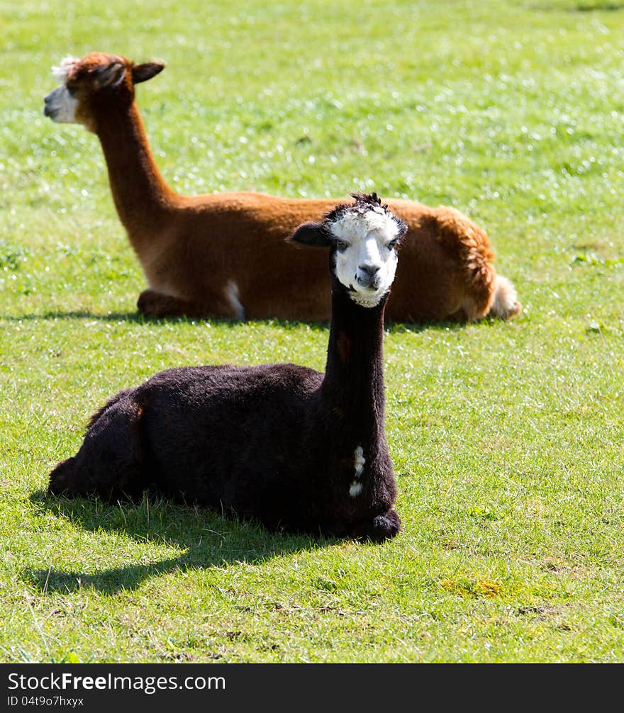 An alpaca resembles a small llama in appearance and their wool is used for making knitted and woven items such as blankets, sweaters, hats, gloves and scarves. An alpaca resembles a small llama in appearance and their wool is used for making knitted and woven items such as blankets, sweaters, hats, gloves and scarves