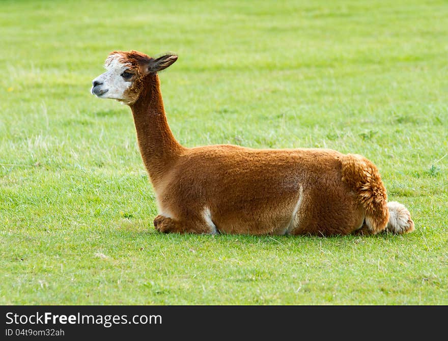 Brown Alpaca Lying In A Field