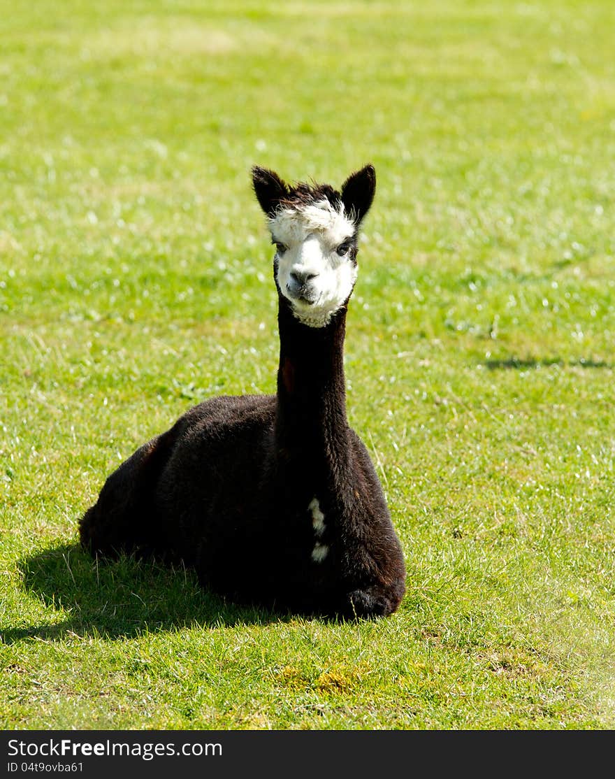 Black Alpaca In A Field