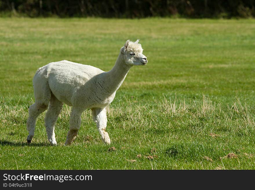 White Alpaca in a field