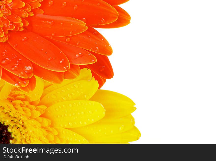 Orange and Yellow Gerbera Flowers with Droplets closeup as frame