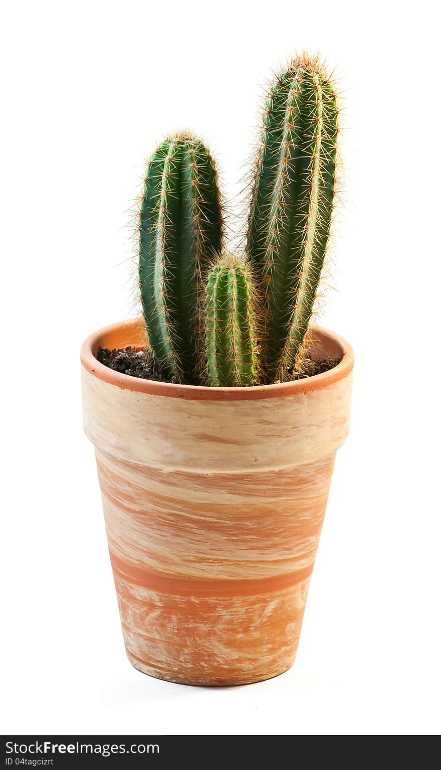 Globe Cactus in a tile isolated on white background. Globe Cactus in a tile isolated on white background