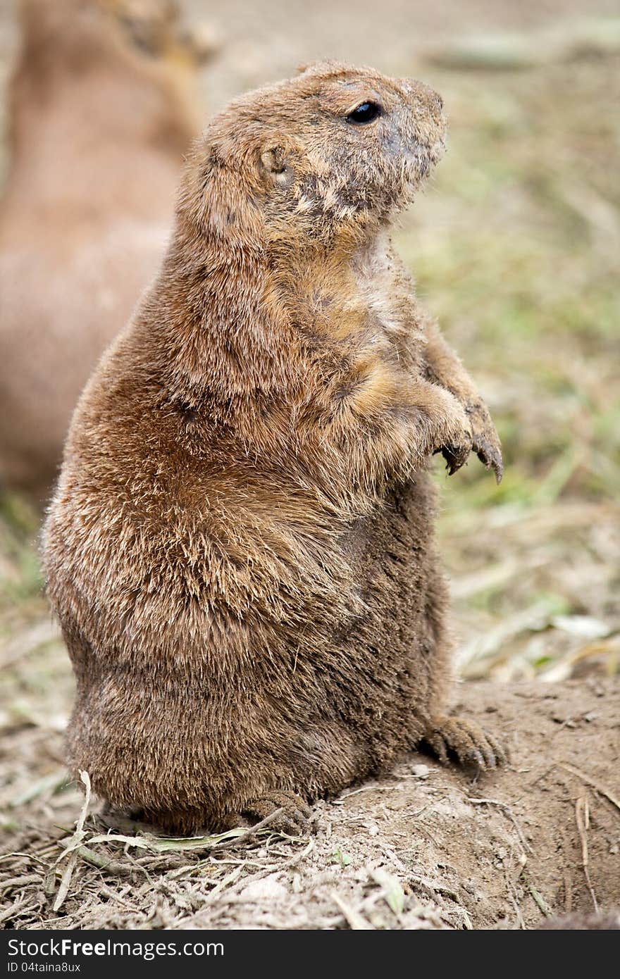 Black-tailed prairie dog looking around at Budapest Zoo