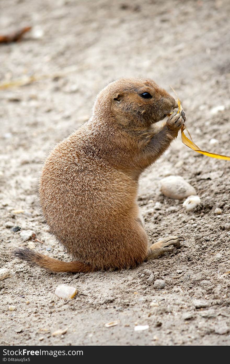 Black-tailed prairie dog eating some grass at Budapest Zoo