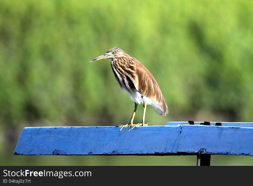 Squacco heron