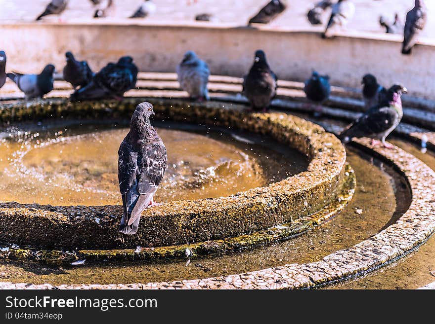 Beautiful bird sitting on the edge of a fountain